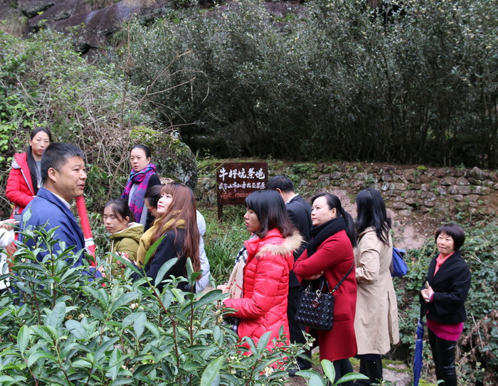 参观武夷山牛栏坑茶园基地